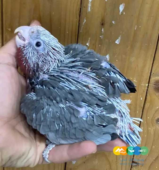 فرخ كوكاتو قالا انتاج محلي / تم البيع