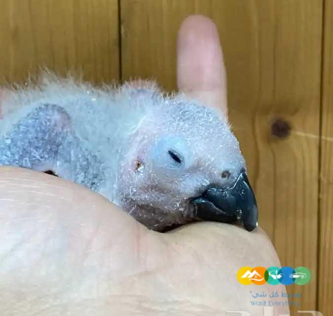 فرخ كاسكو انتاج محلي / تم البيع