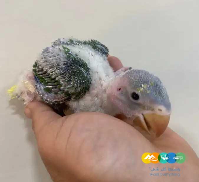 فروخ درة ازرق فروخ نيبالي فروخ مينا / تم البيع