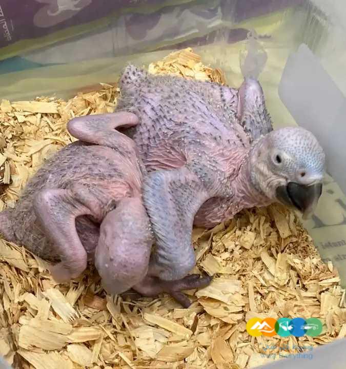 متوفر فرخين مكاو بلو اند قولد / تم البيع