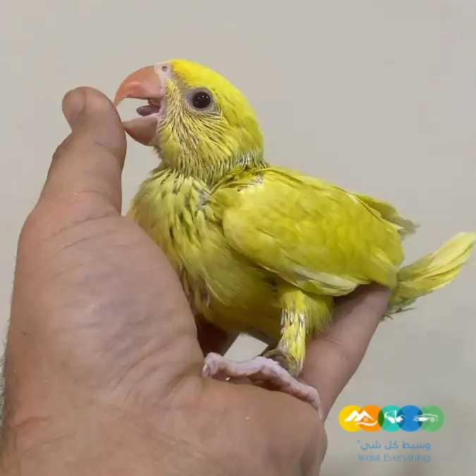 فروخ درة ازرق فروخ نيبالي فروخ مينا / تم البيع