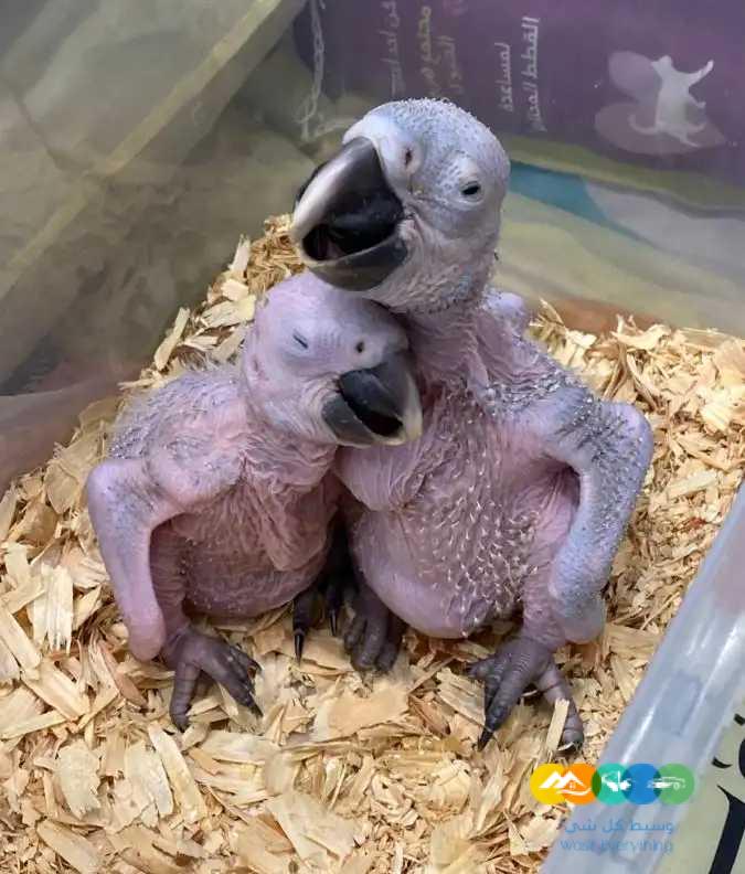 متوفر فرخين مكاو بلو اند قولد / تم البيع