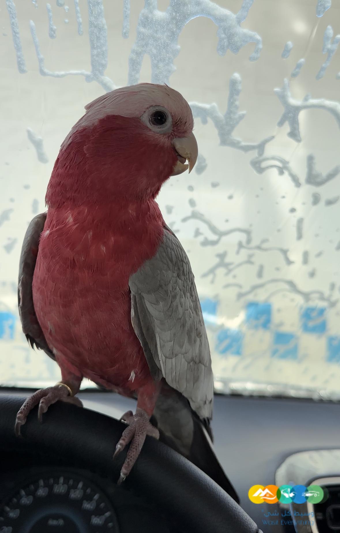 طير ببغاء كوكاتو قالا مفقود ضايع مكافئة عشر الاف ريال