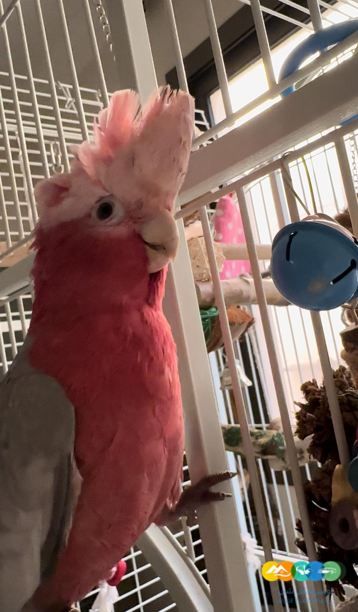 طير ببغاء كوكاتو قالا مفقود ضايع مكافئة عشر الاف ريال