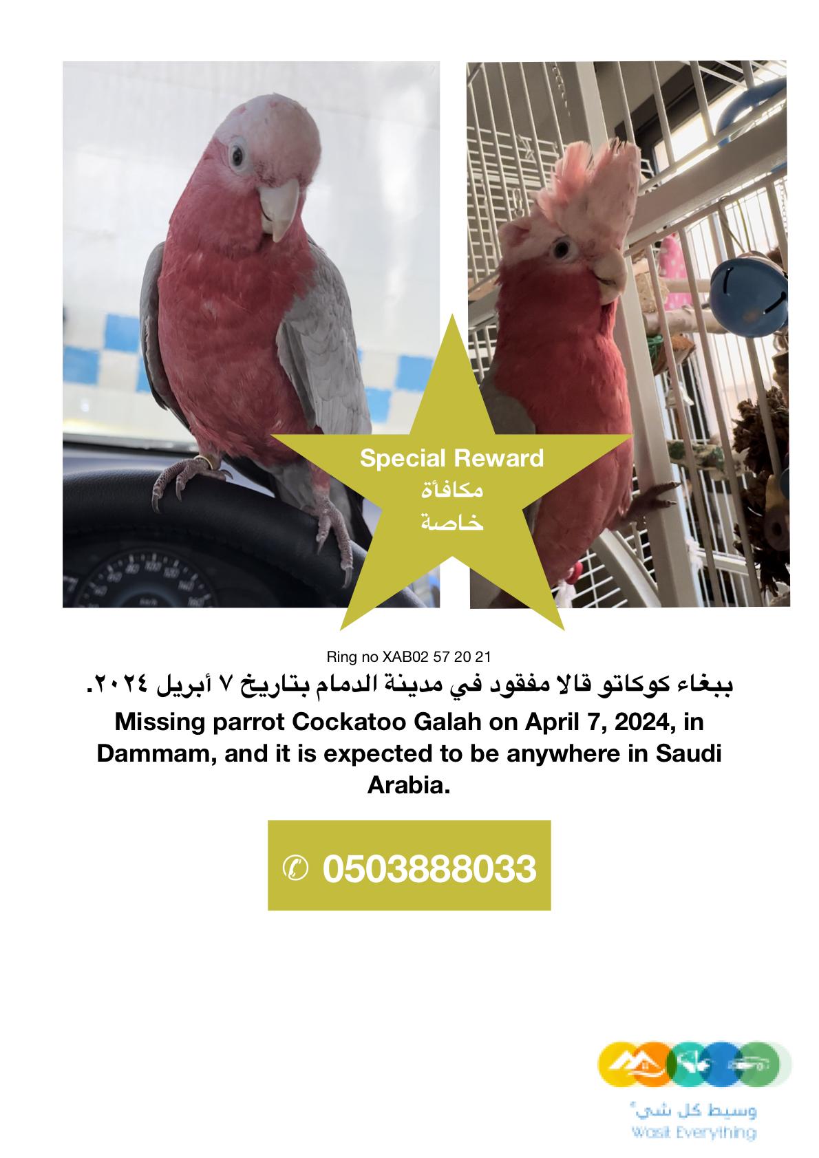 ببغاء كوكاتو قالا جالا ضايع / مفقود