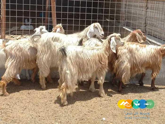 معزا مصريات منايح طيبه للقناي _ تم البيع