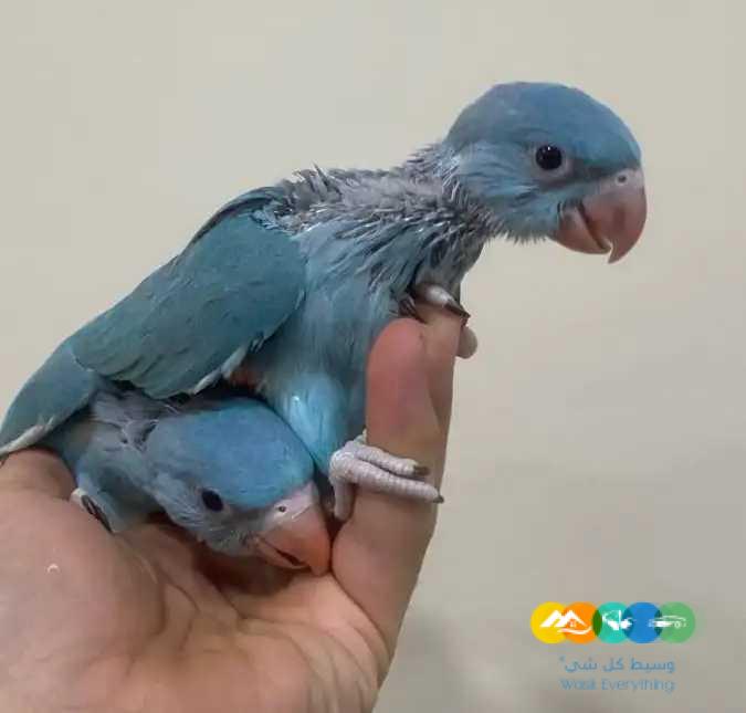 فروخ درة ازرق فروخ نيبالي فروخ مينا / تم البيع