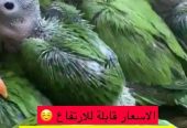 ل اصحاب المحميات – اجوز درة – فروخ درة