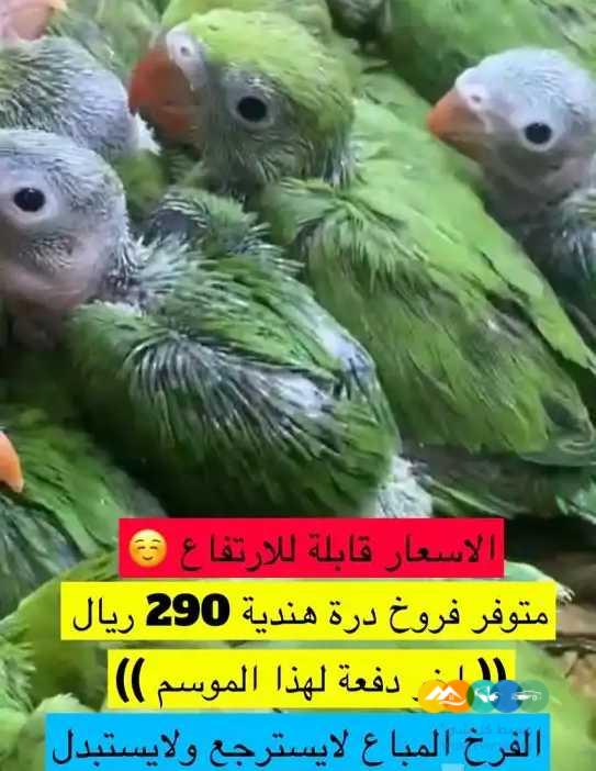 ل اصحاب المحميات – اجوز درة – فروخ درة