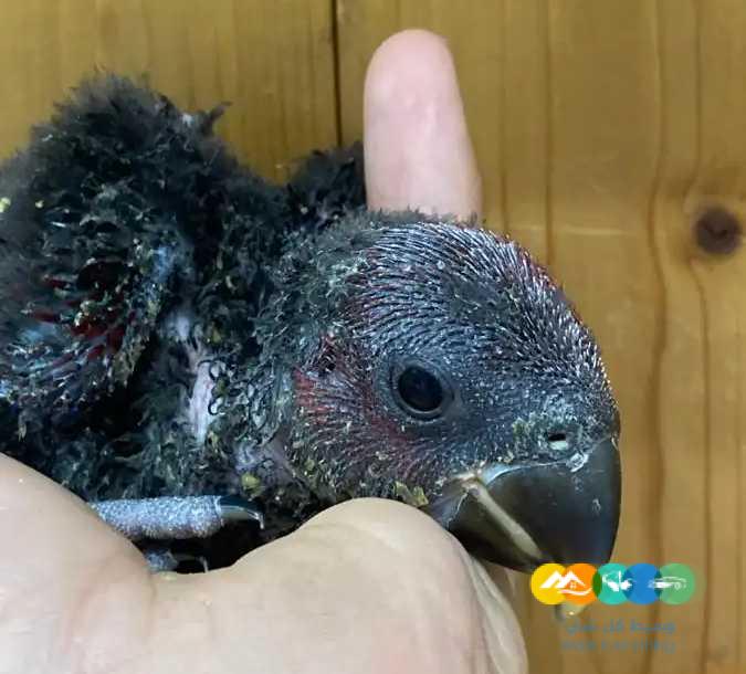 فرخ اكلكتوس انتاج محلي / تم البيع