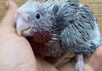 ed71a427-8cd9-46bf-9d63-12b1954c7121