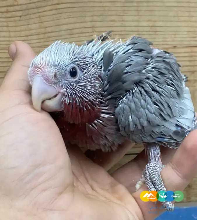 فرخ كوكاتو قالا انتاج محلي / تم البيع