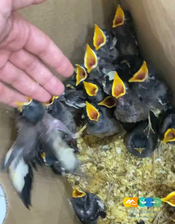 فروخ درة ازرق فروخ نيبالي فروخ مينا / تم البيع