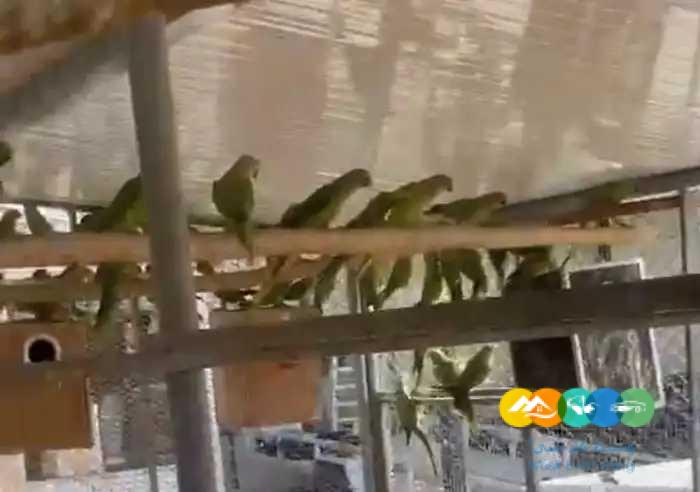 حظيرة درة هندية منتجة