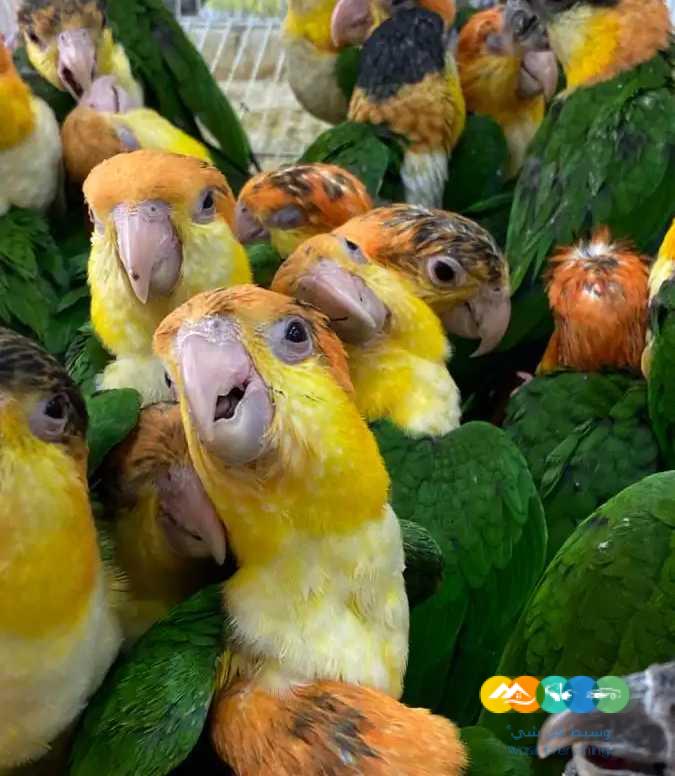 فروخ كايك – لوري – كنيور – اكلكتوس