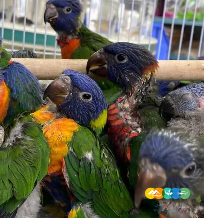 فروخ كايك – لوري – كنيور – اكلكتوس