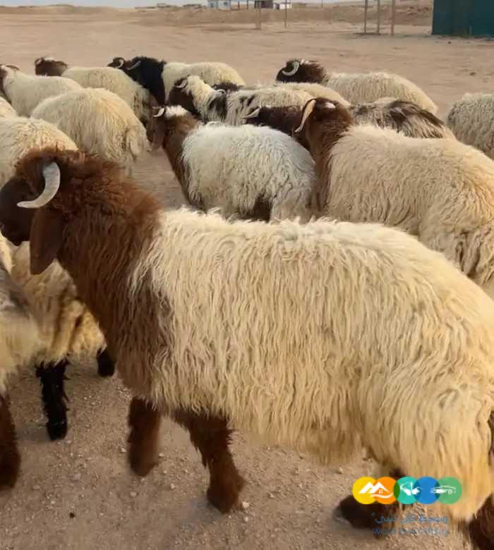 بدأ حجز الأضاحي