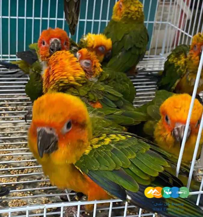 فروخ كايك – لوري – كنيور – اكلكتوس