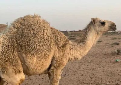 88455e01-ba31-463f-8fe9-bb907e125713