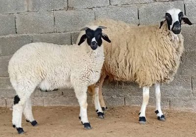 FB_IMG_1714313117940