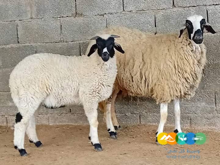 قصاب ماهر بالرياض 0530099403