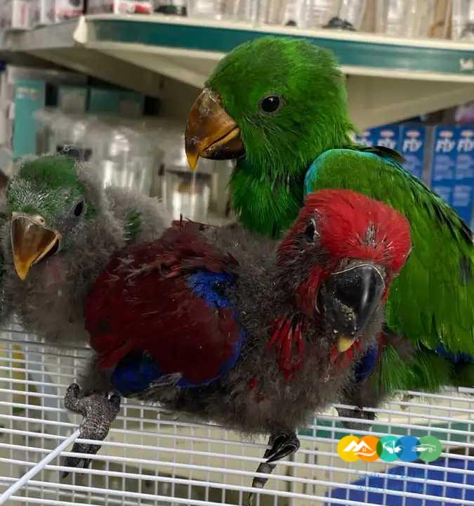 فروخ كايك – لوري – كنيور – اكلكتوس