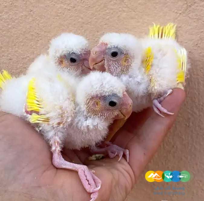 فروخ كاكاريكي .. المهرج / تم البيع