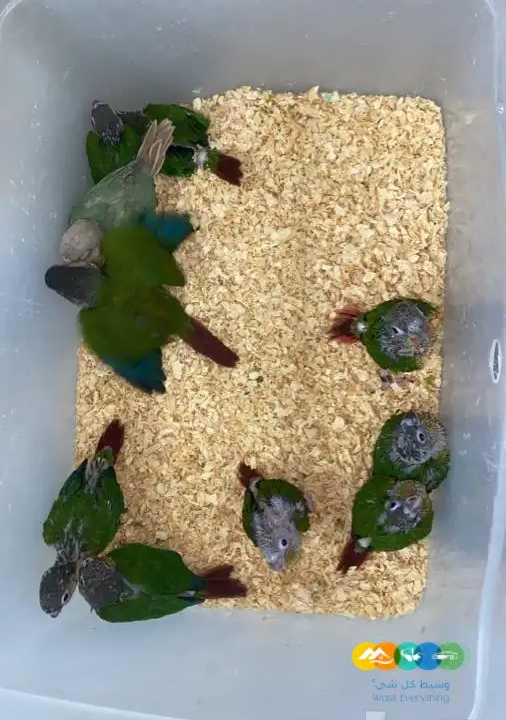 فروخ كنيور _ تم البيع