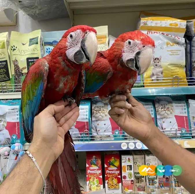 فرخ مكاو قرين ونق