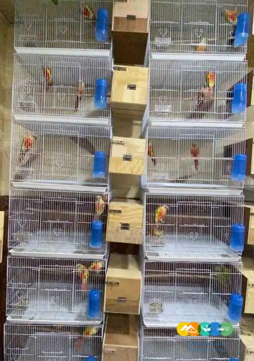 اجوز كنيور امريكان دايلوت – يلو سايد