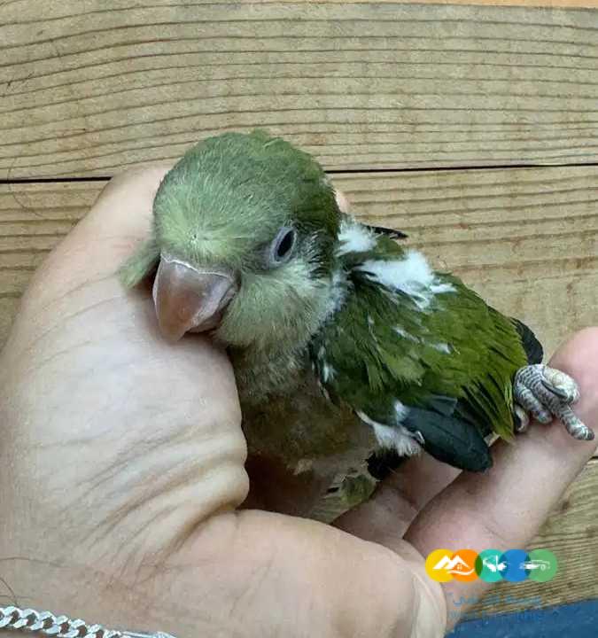 فروخ كويكر _ تم البيع