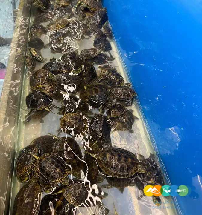 سلاحف جملة لاصحاب المحلات / تم البيع