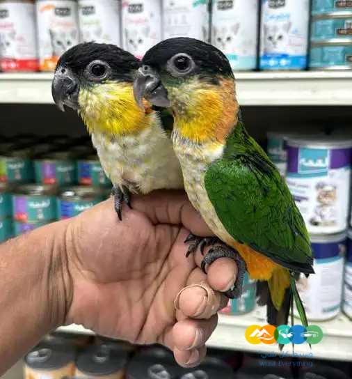 كايك بلاك كاب / تم البيع