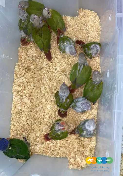 فروخ كنيور _ تم البيع