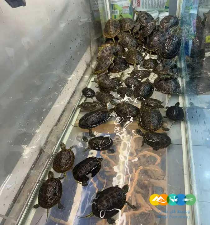 سلاحف جملة لاصحاب المحلات / تم البيع