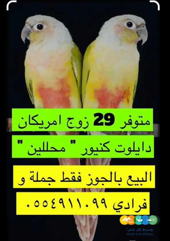 اجوز كنيور امريكان دايلوت – يلو سايد