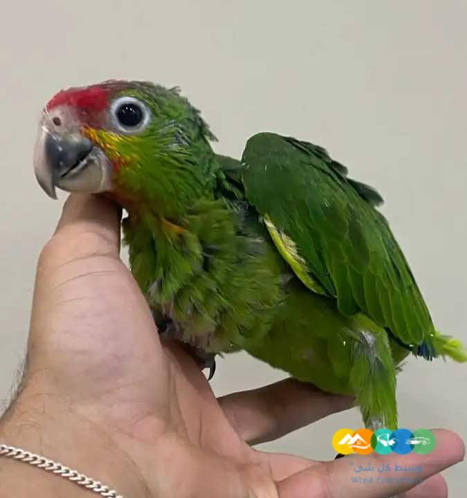 فرخ امازون رد لورد _ تم البيع