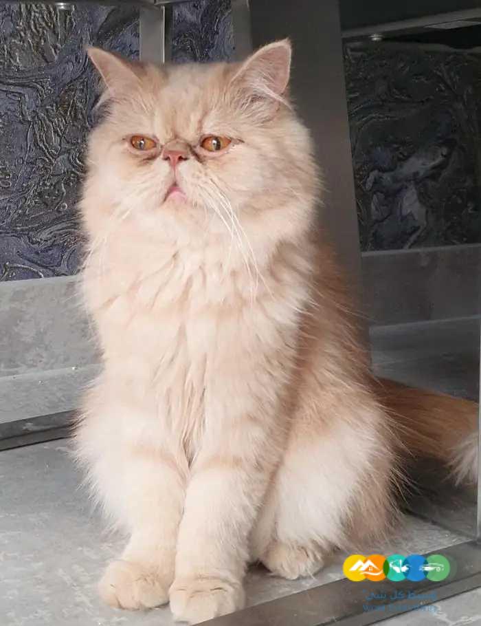 للبيع قطط بيرشن بيكي فيس بيوور بسعر مغري