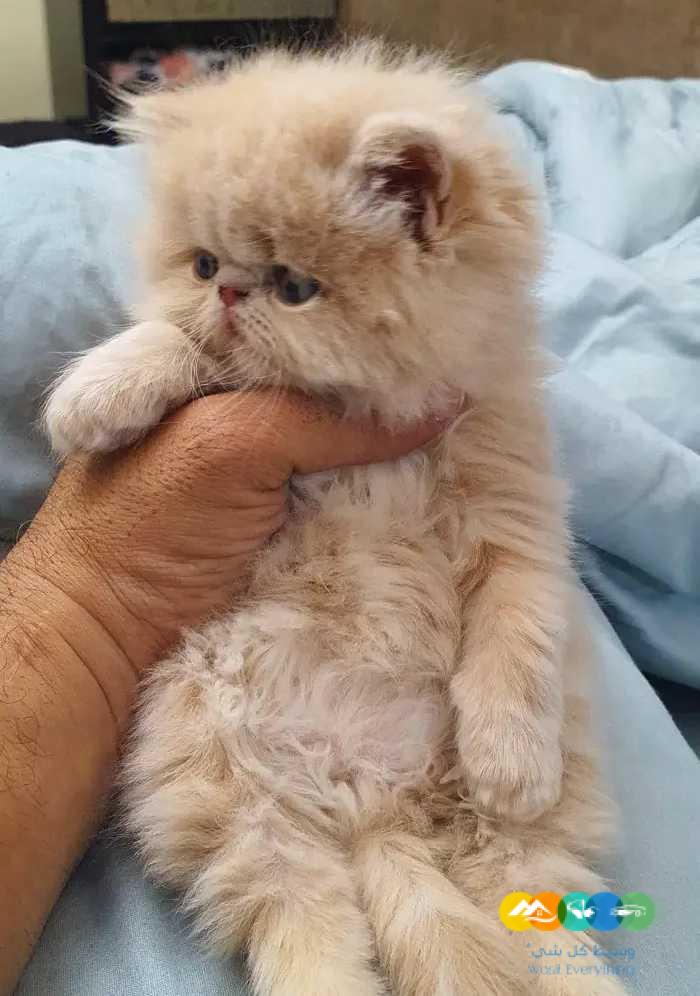 للبيع قطط بيرشن بيكي فيس بيوور بسعر مغري