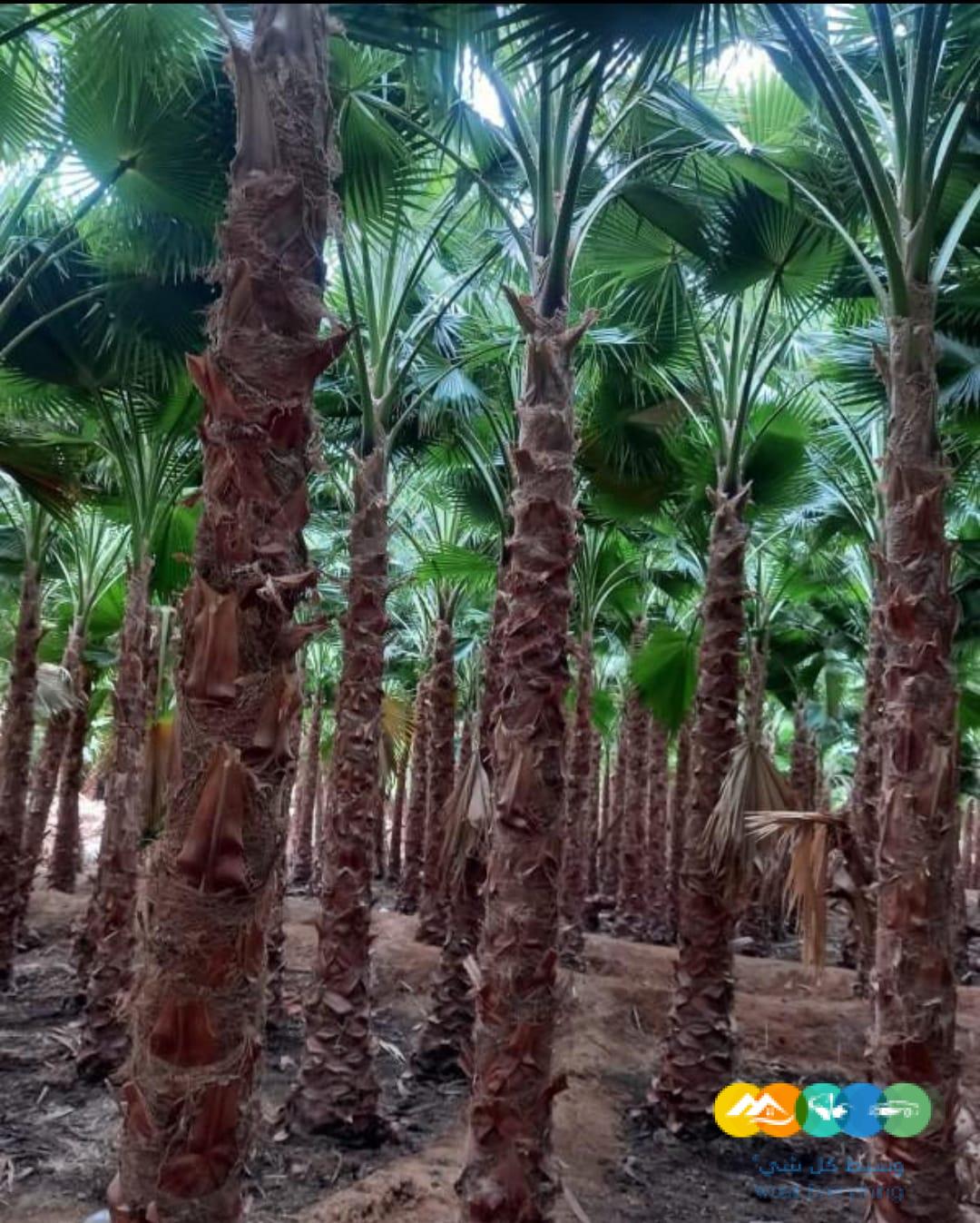 توريد نخيل واشنطني