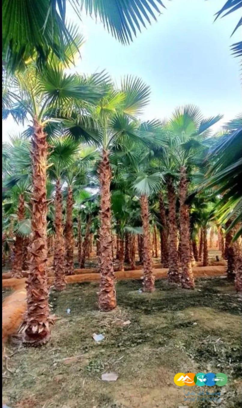 توريد نخيل واشنطني