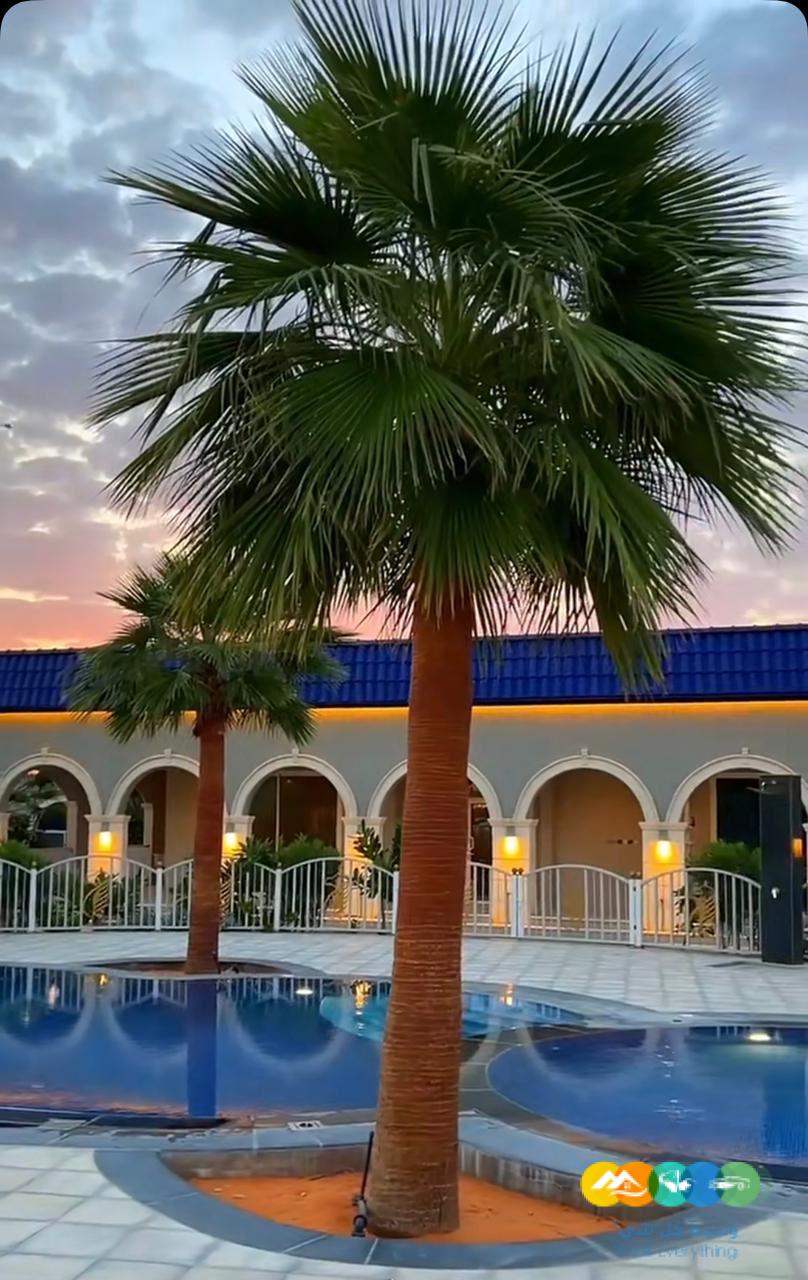 توريد نخيل واشنطني