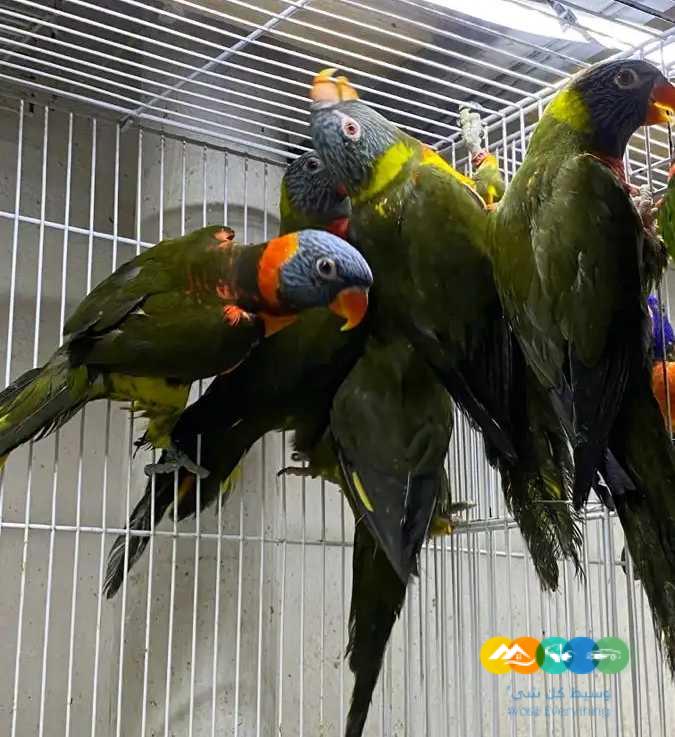 عرض تصفية – ازوج لوري