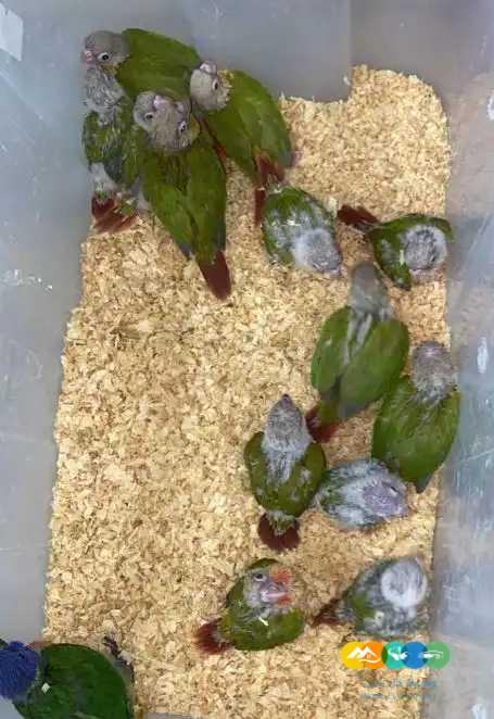 قريبا تشكيله فروخ كنيور