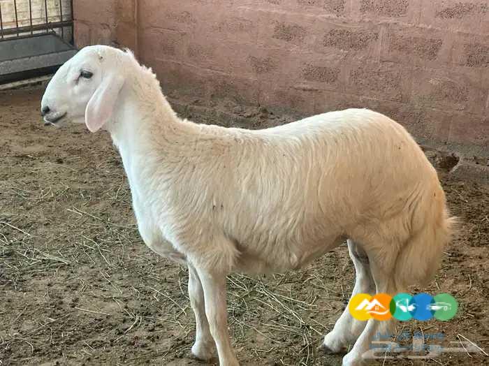 مشروع فحل حري فاخر