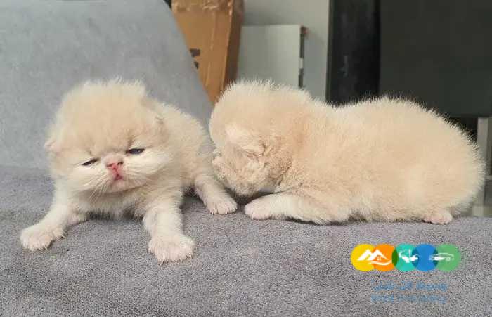 للبيع قطط بيرشن بيكي فيس بيوور بسعر مغري