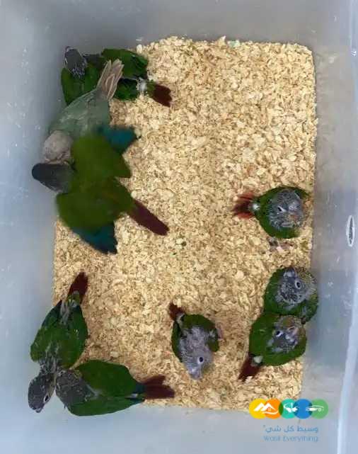 قريبا تشكيله فروخ كنيور