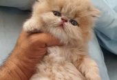 للبيع قطط بيرشن بيكي فيس بيوور بسعر مغري