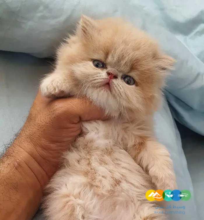 للبيع قطط بيرشن بيكي فيس بيوور بسعر مغري