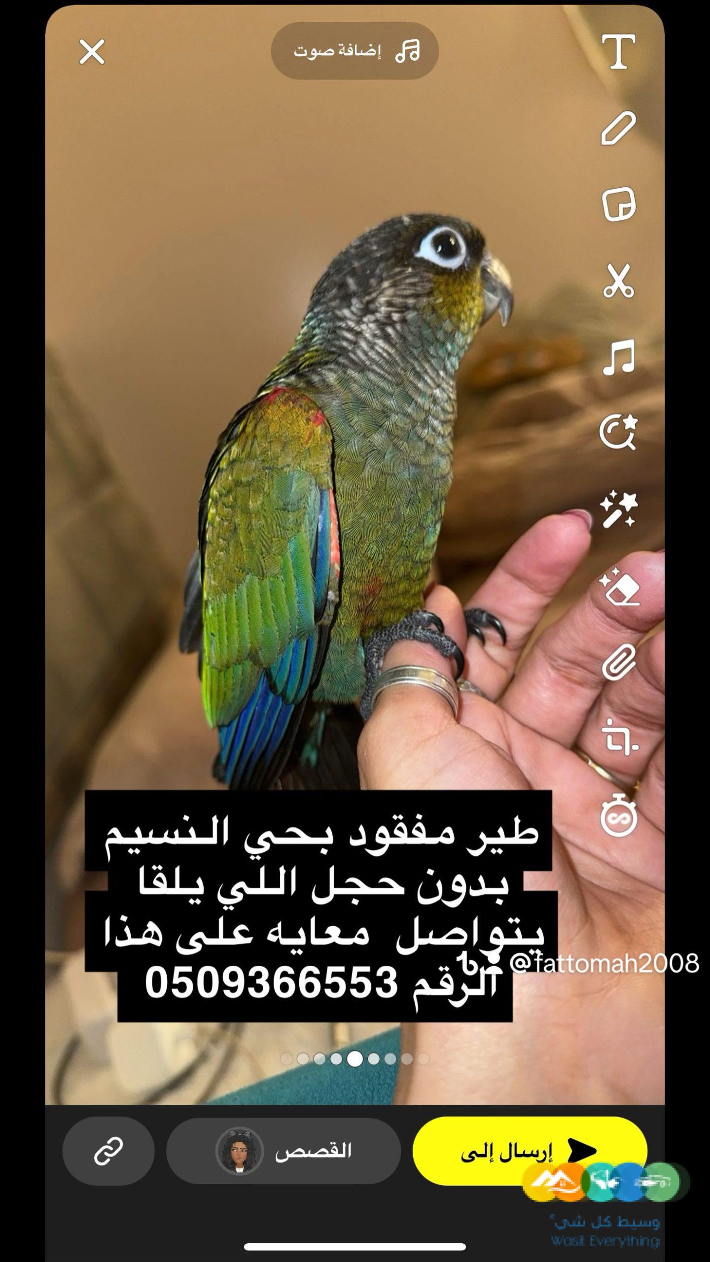 مفقود كنيور كريمسون